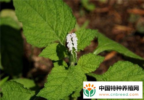 蟾蜍草的功效与作用