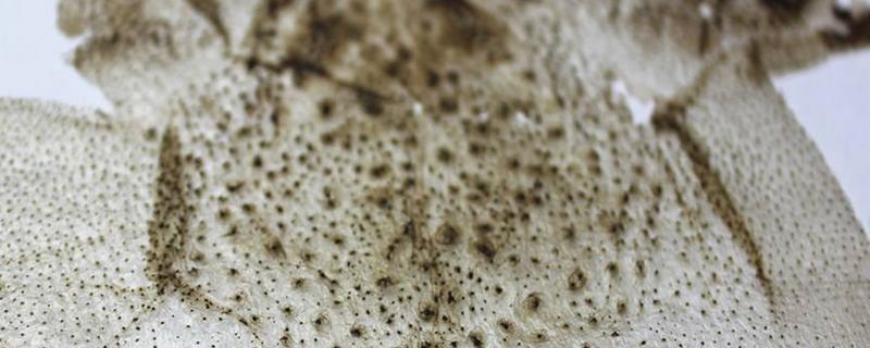 蟾蜍皮怎么吃 蟾蜍皮有毒吗