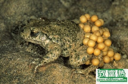 2020养蟾蜍赚钱吗？2020蟾蜍养殖前景及市场价格行情分析