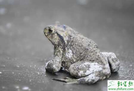 养殖蟾蜍的春繁经验