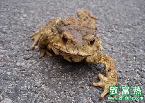 2022养蟾蜍赚钱吗？2022蟾蜍养殖前景及市场价格行情分析