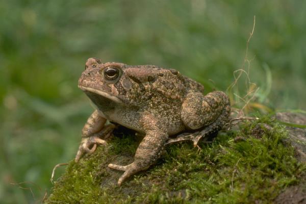 2022养蟾蜍赚钱吗？2022蟾蜍养殖前景及市场价格分析