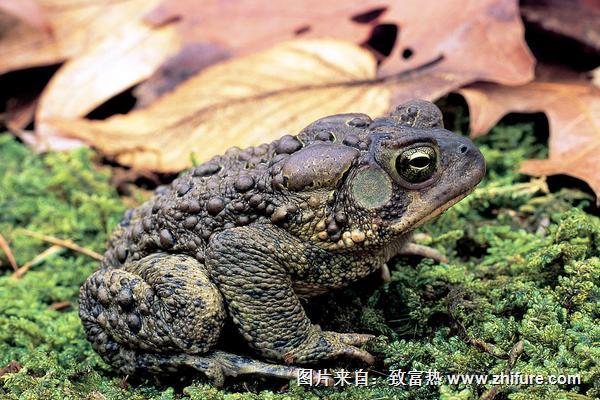 2022养蟾蜍赚钱吗？蟾蜍养殖的利润与投资成本及前景预测