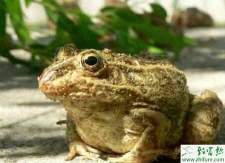 关于蟾蜍养殖的引种问题