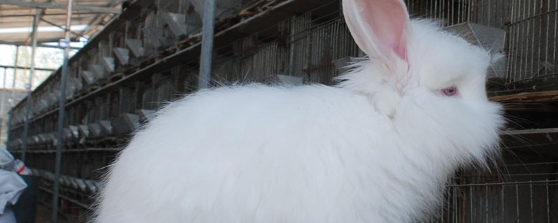 长毛兔要不要剪毛