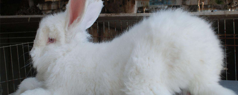 长毛兔怎么洗澡