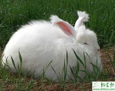 如何养长毛兔？有哪些注意事项？
