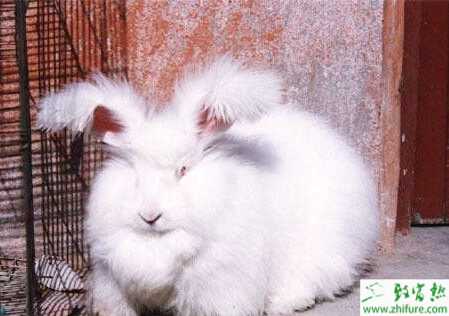长毛兔兔场建设怎么进行？兔笼舍有哪些需要注意的？