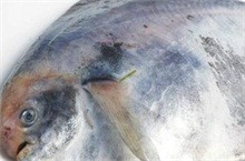 淡水鲳鱼养殖技巧