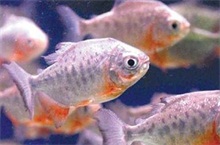 鲳鱼杯体虫病的防治