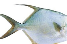 淡水白鲳鱼运输中的注意事项