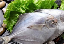 金鲳鱼和鲳鱼的区别