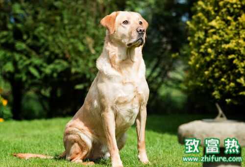 2022养宠物狗钱吗？2022宠物狗养殖前景及市场价格行情分析