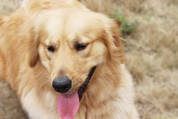 2022养宠物狗赚钱吗？2022宠物狗养殖前景及市场价格分析