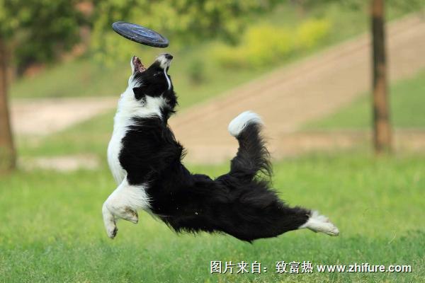 怎么训练狗狗？训练狗狗的正确方法