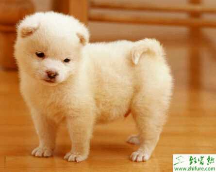 狗生产后的饮食问题