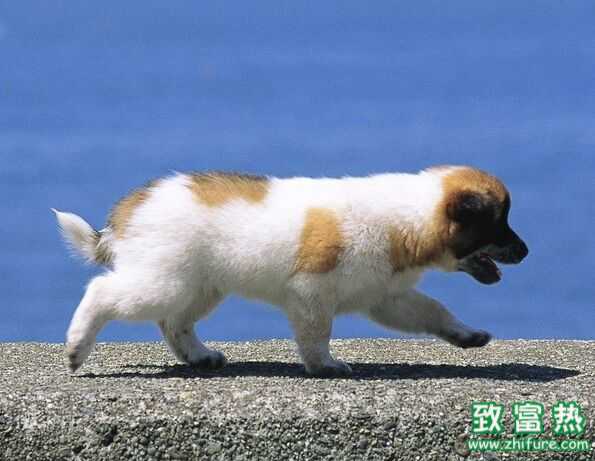 夏天天气太热 怎样给狗狗降温？