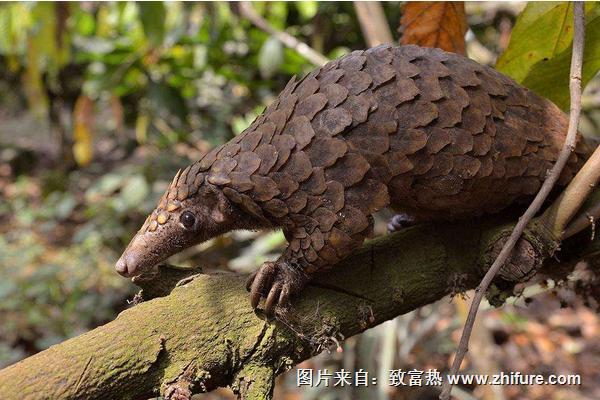 穿山甲可以人工养殖吗？