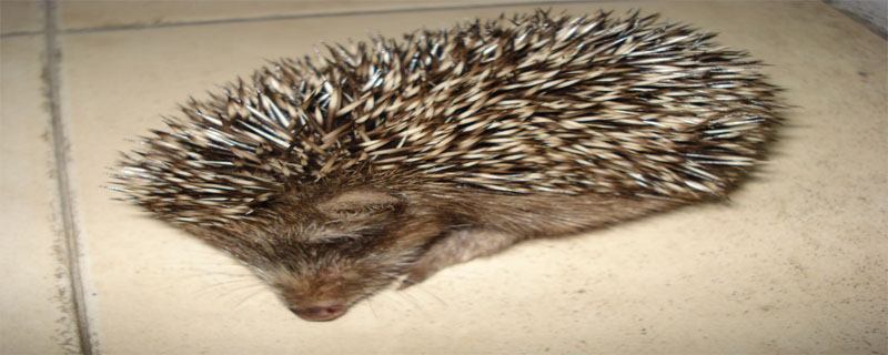 刺猬怕光吗