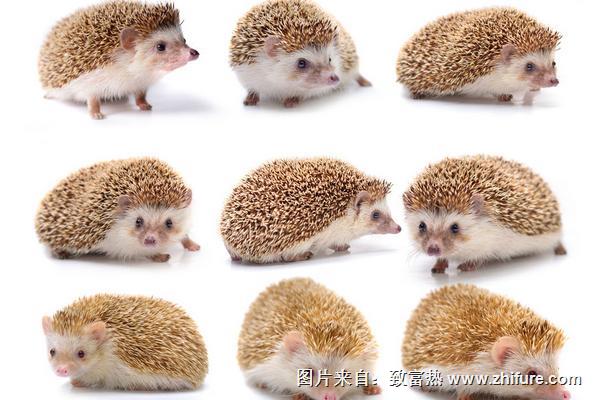 刺猬价格多少钱一只？