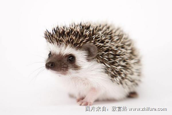 刺猬是保护动物吗？