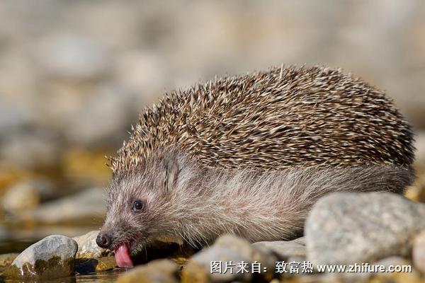 刺猬能治胃病吗？