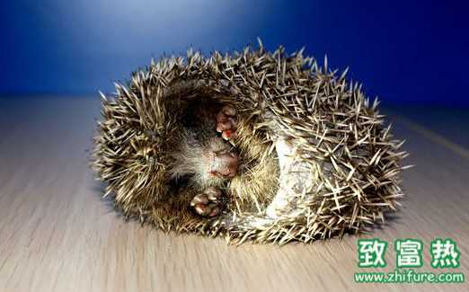 刺猬的药用价值和作用 刺猬是否属于国家保护动物