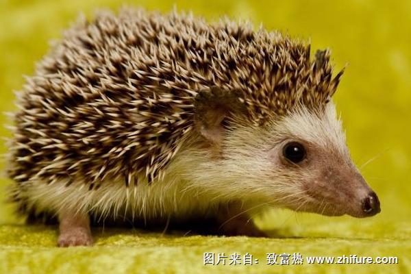 2022养刺猬赚钱吗？刺猬养殖的利润与投资成本及前景预测