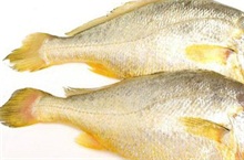 温州:野生大黄鱼价格猛涨