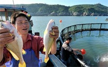 天马集团大黄鱼配合饲料开发项目获福州市科学技术奖二等奖