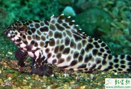 养殖石斑鱼育苗的技术规程