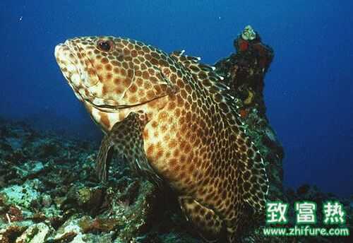 2022养石斑鱼赚钱吗？2022石斑鱼养殖前景及市场价格行情分析