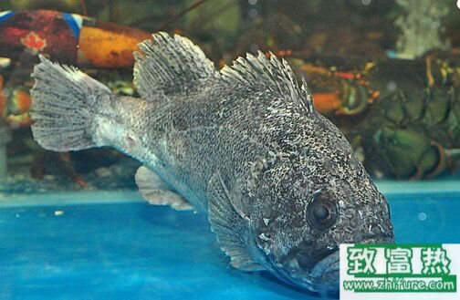 2020养石斑鱼赚钱吗？2020石斑鱼养殖前景及市场价格行情分析