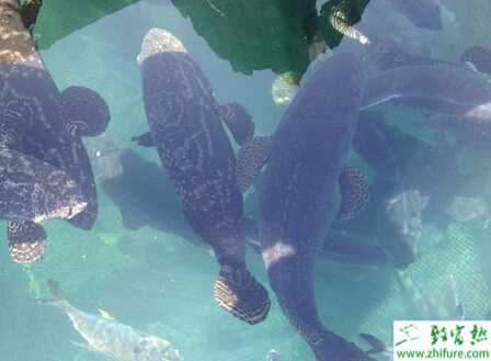 养殖石斑鱼苗标粗技术及日常管理步骤