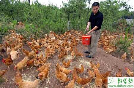 怎样散养蛋鸡？散养蛋鸡饲料配方