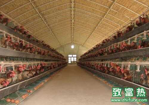 2022养蛋鸡赚钱吗？2022蛋鸡养殖前景及市场价格行情分析