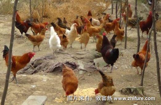 无公害蛋鸡怎么养殖？