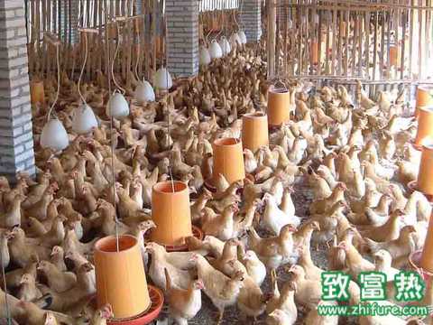 蛋鸡腹泻的防控