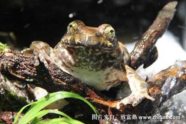 2022养石蛙赚钱吗？石蛙养殖的利润与投资成本及前景预测