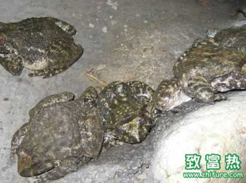 2022养石蛙赚钱吗？2022石蛙养殖前景及市场价格行情分析
