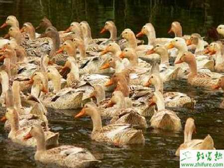 养蛋鸭赚钱吗？怎样饲养蛋鸭子？