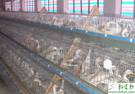 笼养蛋鸭与平养那个好？笼养蛋鸭技术