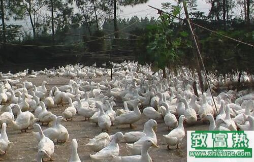 2020养蛋鸭赚钱吗？2020蛋鸭养殖前景及市场价格行情分析