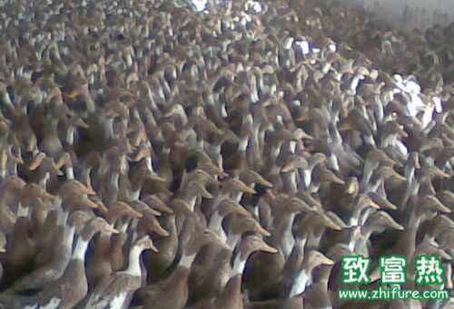 2022养蛋鸭赚钱吗？2022蛋鸭养殖前景及市场价格行情分析
