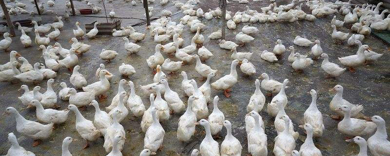 蛋鸭中暑用什么药