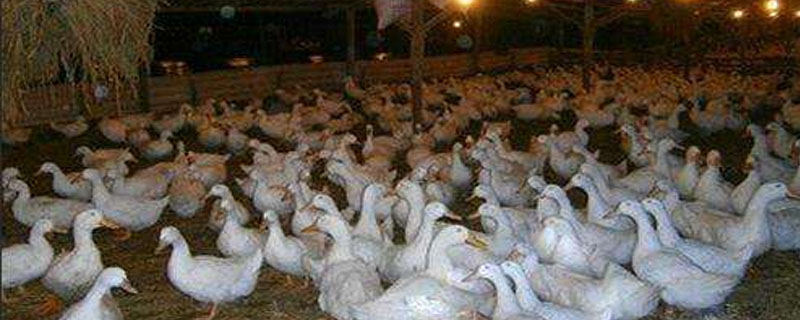 蛋鸭多少天能产蛋