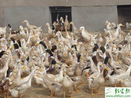 养蛋鸭赚钱吗？