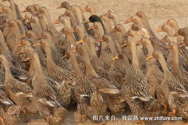 2022养蛋鸭赚钱吗？蛋鸭养殖的利润与投资成本及前景预测