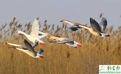 2022养大雁赚钱吗？2022大雁养殖前景及市场价格分析