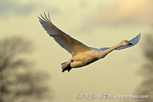 2022养大雁赚钱吗？大雁养殖的利润与投资成本及前景预测